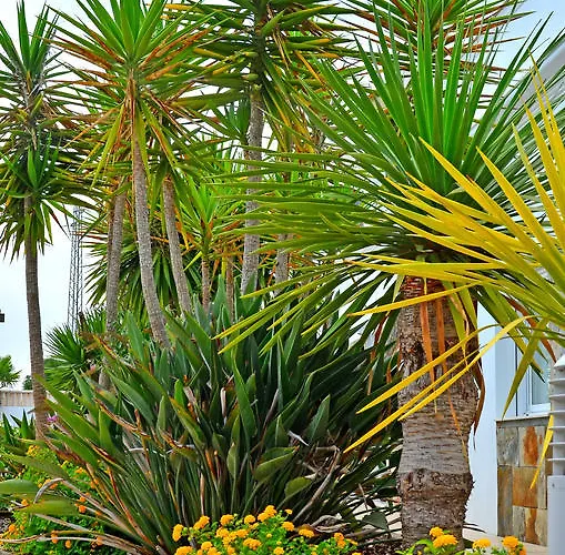 皮德拉玛尔公寓 公寓 *