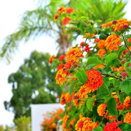 Piedramar Apartment Conil De La Frontera